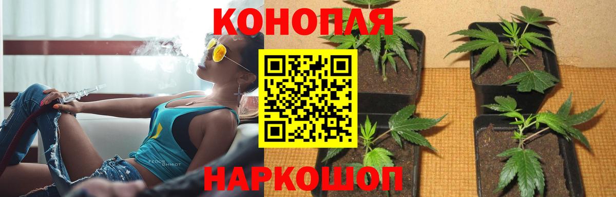 Бошки марихуана тримм  Вход с VPN  Саки  Канабис тримм 